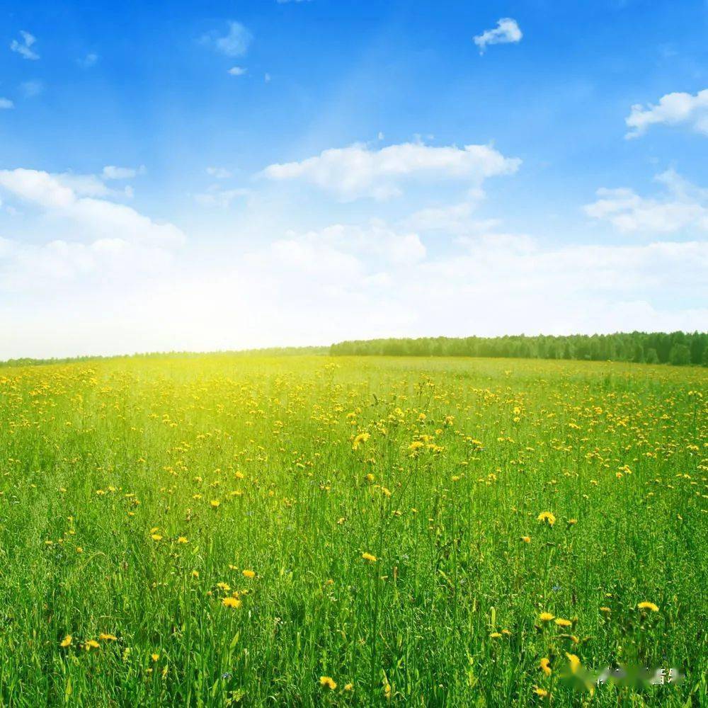 满地绿草绿油油春暖花开红艳艳打一生肖请全面释义、解释与落实、科学解答解释落实